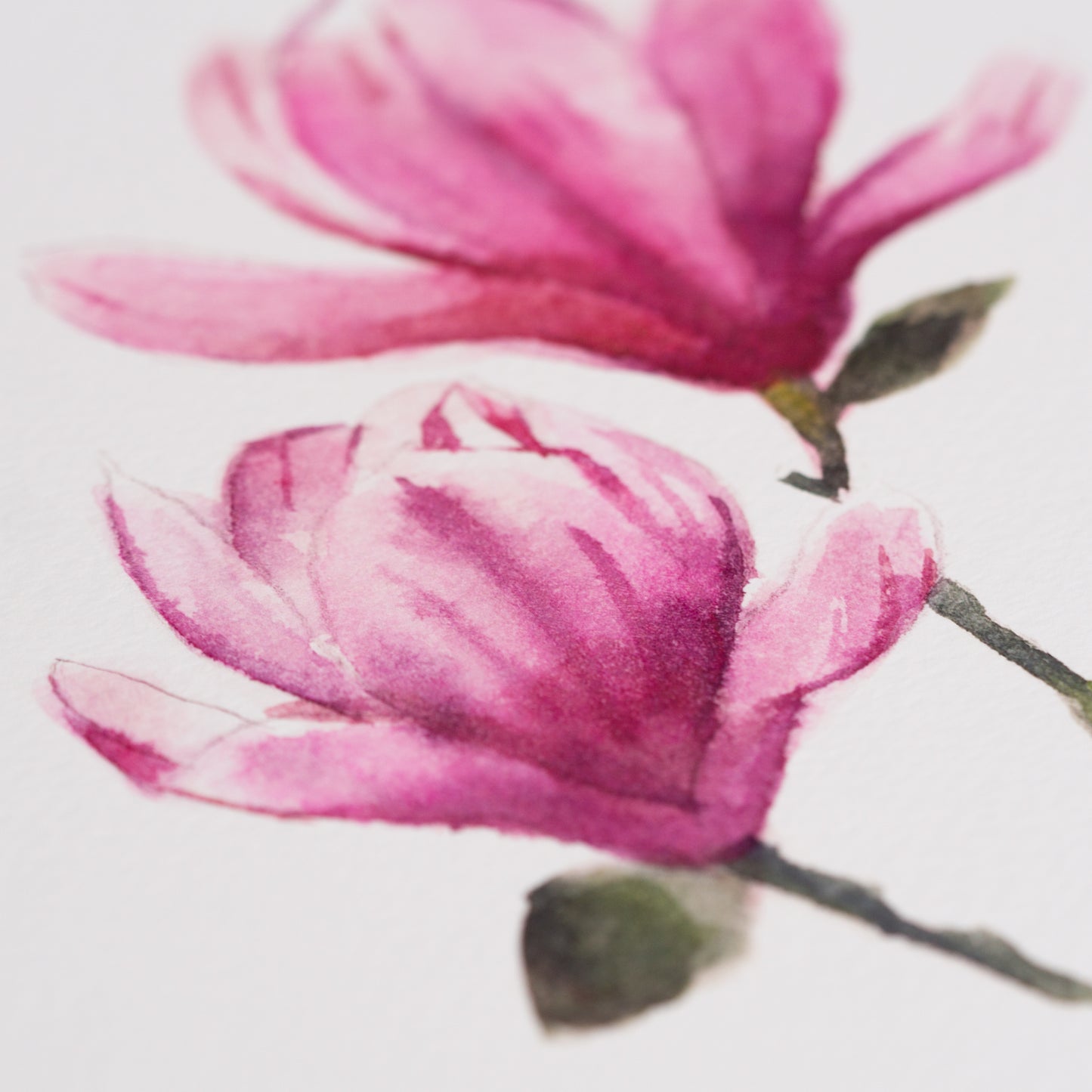 Consider the Lilies - Luke 12:27